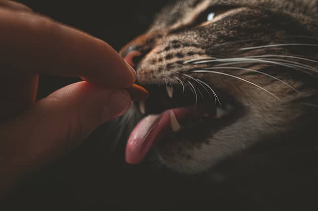 cats feeding